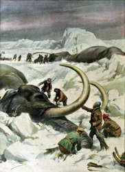 Entdeckung gefrorener Mammuts in Sibirien, Illustration aus 